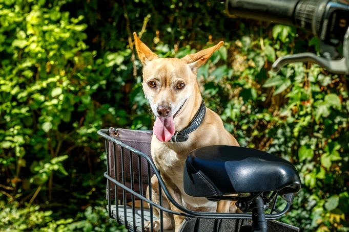 Fahrradkörbe Für Hunde. Welches Ist Das Richtige Für Sie?