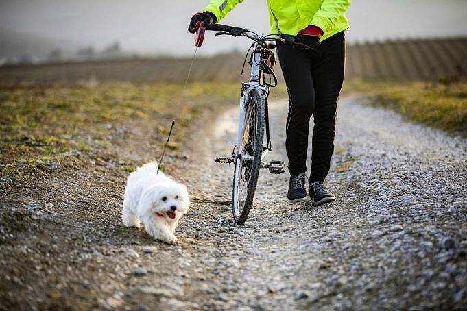 Ist Es Legal, Fahrrad Zu Fahren, Wenn Ein Hund Neben Dir Läuft?